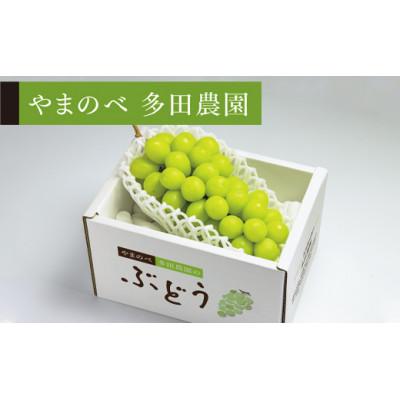 ふるさと納税 中山町 [2026年 先行受付][シャインマスカット]1房入り