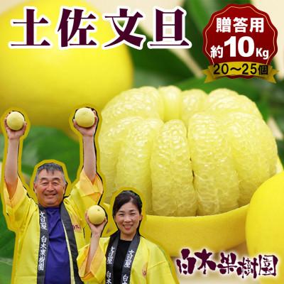 ふるさと納税 土佐市 &lt;白木果樹園産&gt;土佐文旦約10kg L〜2L 特選品贈答用(20〜25個入り)