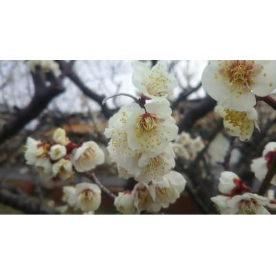 ふるさと納税 日高町 紀州南高梅つぶれはちみつ梅(塩分約8%)　2kg |  | 02
