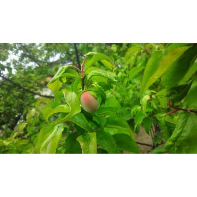 ふるさと納税 日高町 紀州南高梅つぶれはちみつ梅(塩分約8%)　2kg |  | 03