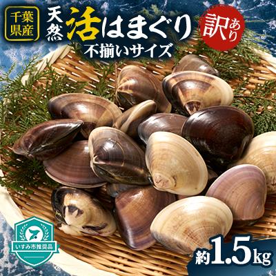 ふるさと納税 いすみ市 (( 訳あり ))　天然活はまぐり約1.5kg | 