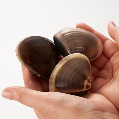 ふるさと納税 いすみ市 (( 訳あり ))　天然活はまぐり約1.5kg |  | 01