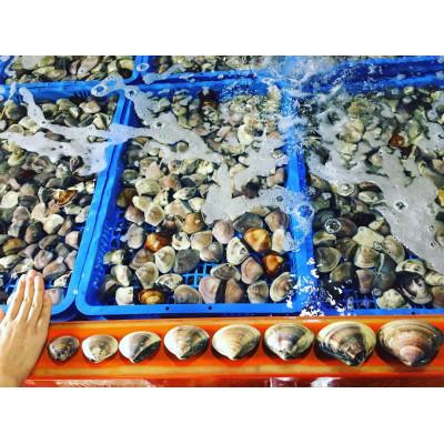 ふるさと納税 いすみ市 (( 訳あり ))　天然活はまぐり約1.5kg |  | 02