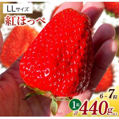ふるさと納税 西尾市 LLサイズいちご(紅ほっぺ) 440g以上(6〜7粒)×1箱・O037-18