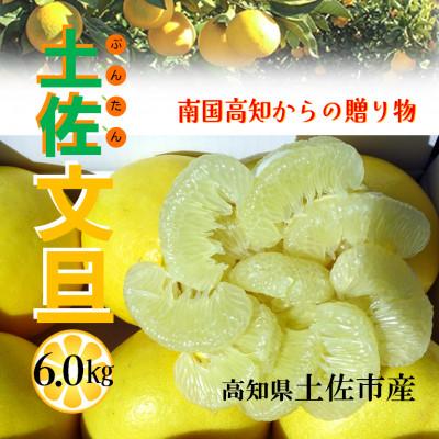 ふるさと納税 土佐市 『南国高知からの贈り物』土佐文旦 6kg