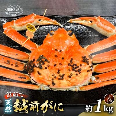 ふるさと納税 美浜町 [2025年2月より順次発送]地物!はるか丸が厳選した越前がに[大サイズ]1杯!カニスプーン付き