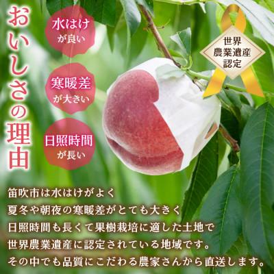 ふるさと納税 笛吹市 【2025年先行受付】訳あり桃 約3kg(7〜12玉)の画像