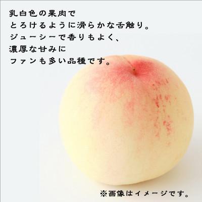 ふるさと納税 井原市 【ご家庭用】岡山白桃 白鳳 5〜7玉(2026年7月上旬頃から順次発送予定)_1