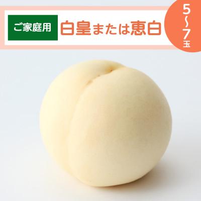 ふるさと納税 井原市 [ご家庭用]岡山白桃「白皇もしくは恵白」5〜7玉(2026年8月中旬頃から順次発送予定)