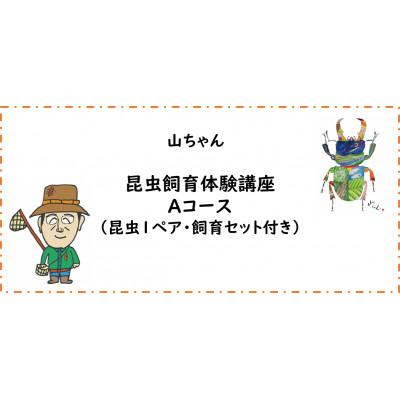 ふるさと納税 南山城村 [幼児〜小学生対象]昆虫飼育体験講座Aコース(カブトムシorクワガタムシ成虫1ペアと飼育セット付)