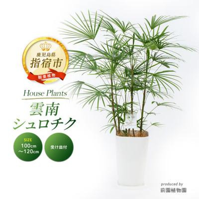 ふるさと納税 指宿市 [観葉植物]雲南シュロチク100cm〜120cm(035-1500)