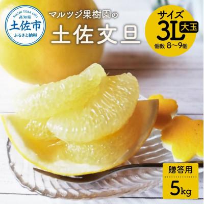 ふるさと納税 土佐市 マルツジ果樹園の土佐文旦 贈答用 3L 大玉(約5kg)