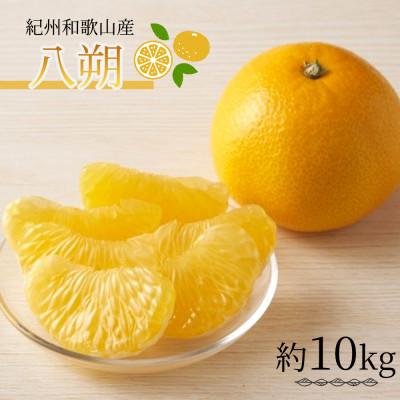 ふるさと納税 紀美野町 紀州和歌山産八朔(はっさく)約10kg