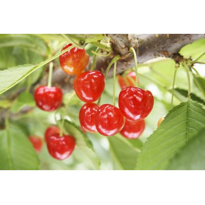 ふるさと納税 山辺町 《先行受付》2027年 山形県産 紅さやか バラ詰(パック) 500g |  | 01