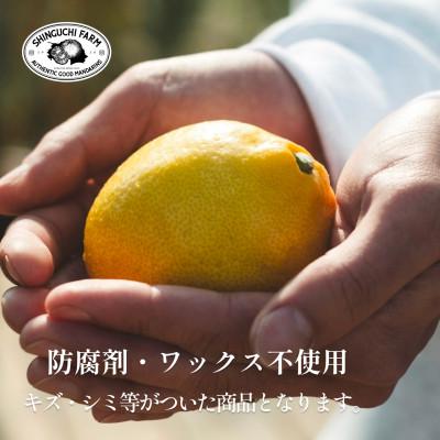 ふるさと納税 八幡浜市 【太陽の恵みをギュッと凝縮】訳あり 愛媛