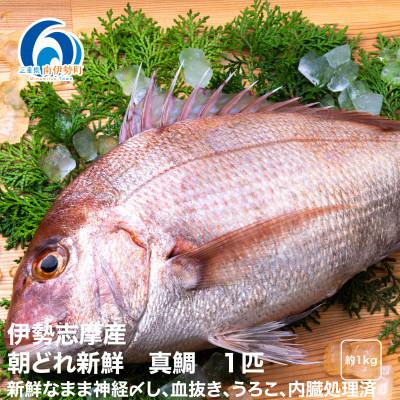 ふるさと納税 南伊勢町 伊勢志摩産 朝とれたて新鮮 真鯛 1匹 地域特産の魚を城水産が処理後に真空パックでお届けします