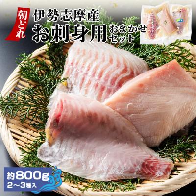 ふるさと納税 南伊勢町 伊勢志摩産 朝どれ新鮮 2〜3種 約800g お刺身用 おまかせセット 城水産が真空でお届け | 
