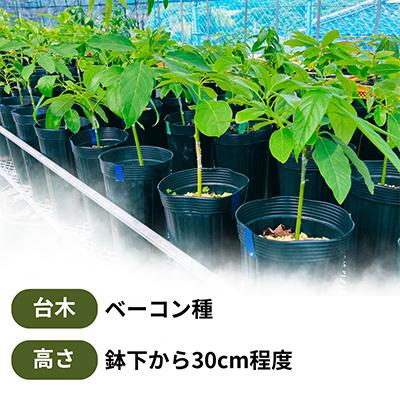 ふるさと納税 水俣市 【数量限定】アボカド 苗木 ベーコン種 接ぎ木苗 1本(約30cm・5〜6号) 耐寒性 家庭菜園 |  | 01