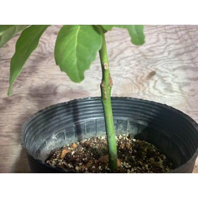 ふるさと納税 水俣市 【数量限定】アボカド 苗木 ベーコン種 接ぎ木苗 1本(約30cm・5〜6号) 耐寒性 家庭菜園 |  | 02