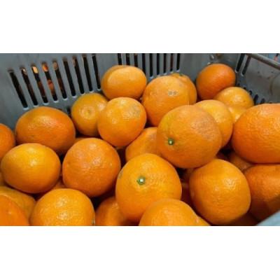 ふるさと納税 松山市 【1月中旬〜順次発送予定】美味しい伊予柑5キロ |  | 01