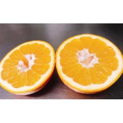 ふるさと納税 松山市 【1月中旬〜順次発送予定】美味しい伊予柑5キロ |  | 02
