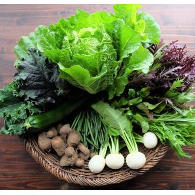 ふるさと納税 江南市 Dvegeの冬の野菜セット