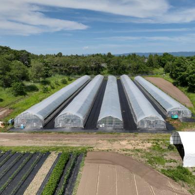 ふるさと納税 安平町 【北海道安平町】樹上熟3段採り 桃太郎トマト / 正品2kg箱(10〜15玉入) |  | 02