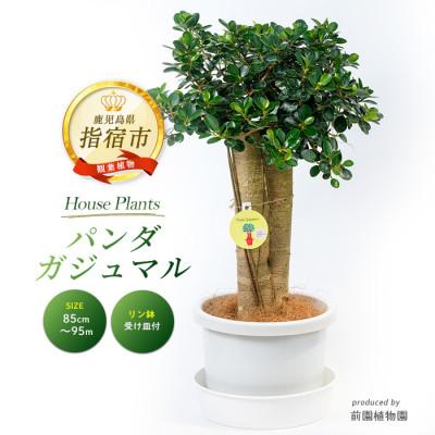 ふるさと納税 指宿市 [観葉植物]パンダガジュマル85cm〜95cm リン鉢(110-1448)