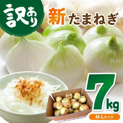 ふるさと納税 京丹後市 [訳あり]国産 新たまねぎ 7kg(約30〜40玉) 直売所直送わけあり玉ねぎ 不揃いですが新鮮