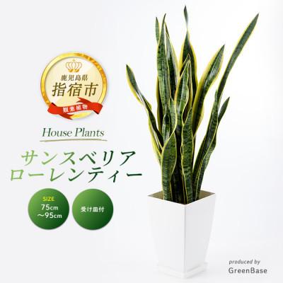 ふるさと納税 指宿市 [観葉植物]サンスベリア・ローレンティー75cm〜95cm(022-1411)