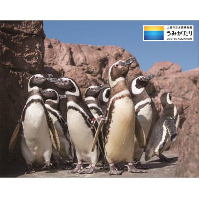 ふるさと納税 上越市 上越市立水族博物館 うみがたり入館券 大人(18歳以上) 1枚