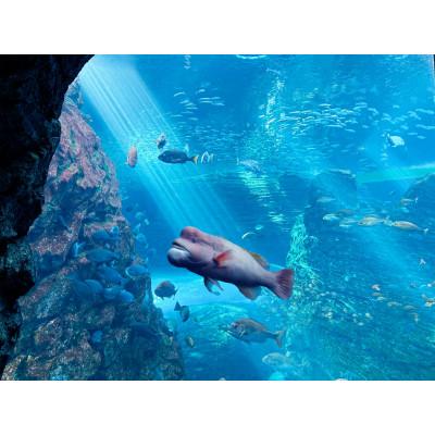 ふるさと納税 上越市 上越市立水族博物館 うみがたり入館券 大人(18歳以上) 1枚 |  | 01