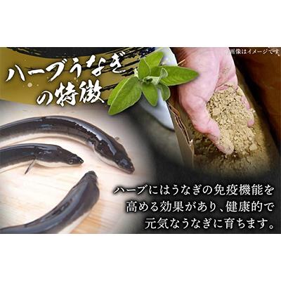 ふるさと納税 日向市 宮崎県日向市産　鰻楽ハーブうなぎ蒲焼4尾(計680g) |  | 02
