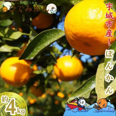 ふるさと納税 宇城市 宇城市産 早生 ポンカン 約4kg ひでみかん