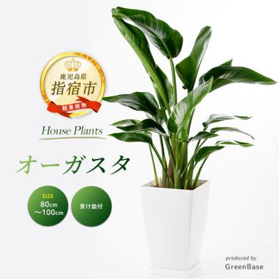ふるさと納税 指宿市 [観葉植物]オーガスタ80cm〜100cm(025-1382)
