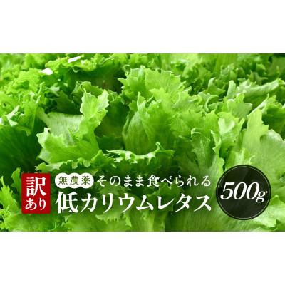 ふるさと納税 美浜町 訳あり 低カリウムレタス 500g×1袋 不揃い クリーンルーム栽培 栽培期間中農薬不使用