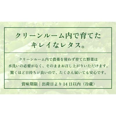 ふるさと納税 美浜町 訳あり　低カリウムレタス　500g×1袋　不揃い クリーンルーム栽培   栽培期間中農薬不使用 |  | 02