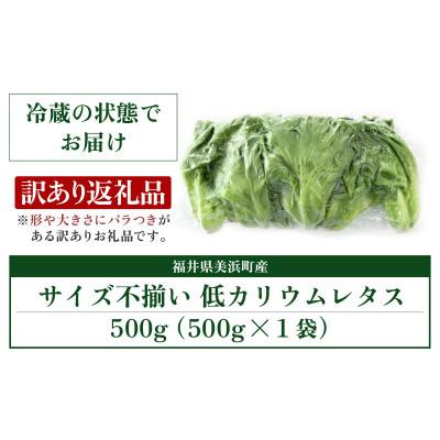ふるさと納税 美浜町 訳あり　低カリウムレタス　500g×1袋　不揃い クリーンルーム栽培   栽培期間中農薬不使用 |  | 03