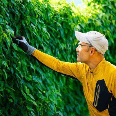 ふるさと納税 関川村 【先行予約】山薫る自然薯 カット品700g以上 | 