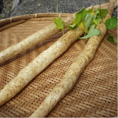 ふるさと納税 関川村 【先行予約】山薫る自然薯 カット品700g以上 |  | 02