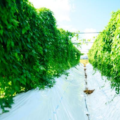 ふるさと納税 関川村 【先行予約】山薫る自然薯 カット品700g以上 |  | 03