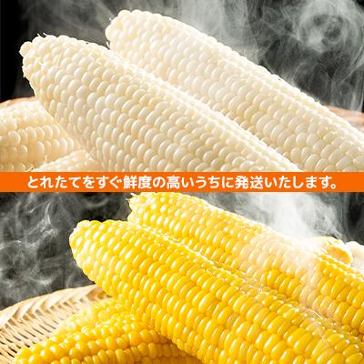 ふるさと納税 旭川市 2027年先行受付北海道とうもろこし10本セットピュアホワイト5本×ゴールドラッシュ5本_03648 |  | 03