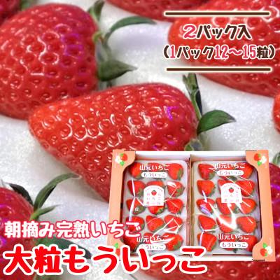 ふるさと納税 山元町 山元いちご農園 朝採りいちご もういっこ 大粒12〜15粒×2パック