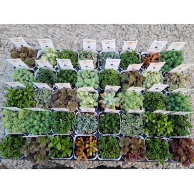 ふるさと納税 大村市 寄せ植えを楽しみましょう!色々入ったセダム40個セット