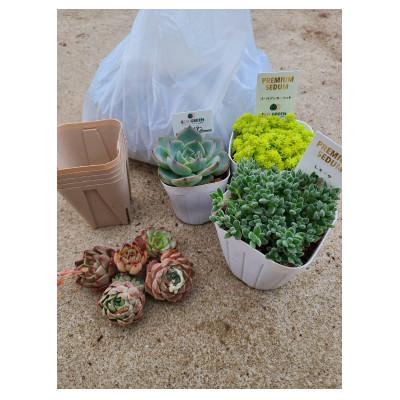 ふるさと納税 大村市 多肉植物B 土1個、セダム2個、多肉植物1個、カット苗5個、スリット鉢5個