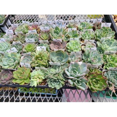 ふるさと納税 大村市 多肉植物B 土1個、セダム2個、多肉植物1個