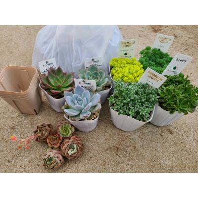 ふるさと納税 大村市 多肉植物C 土1つ、根付き多肉植物3つ、セダム4つ、カット多肉5個、オリジナルスリット鉢5個