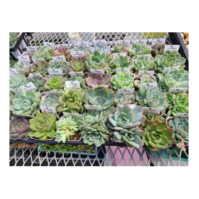 ふるさと納税 大村市 多肉植物C 土1つ、根付き多肉植物3つ、セダム4つ
