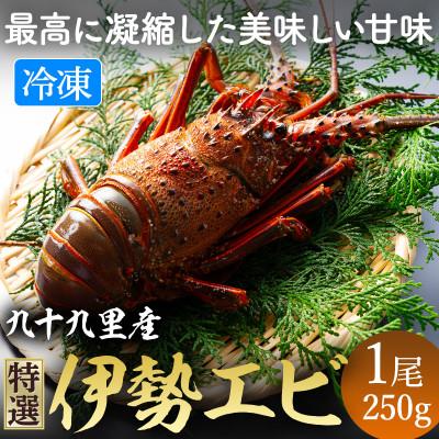 ふるさと納税 旭市 8/2〜発送開始、甘い!旨い!活け〆リキッド冷凍伊勢海老(刺身用) 約250g/1尾入り