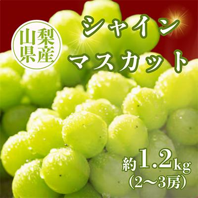 ふるさと納税 都留市 [2026年発送分先行受付]シャインマスカット約1.2kg(計2〜3房)
